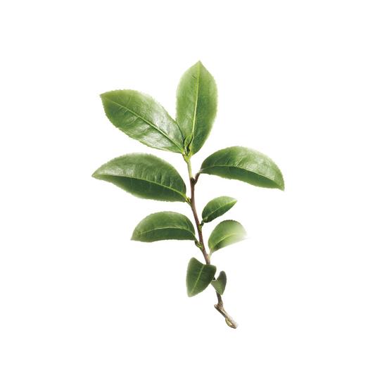 绿茶萃取物成分